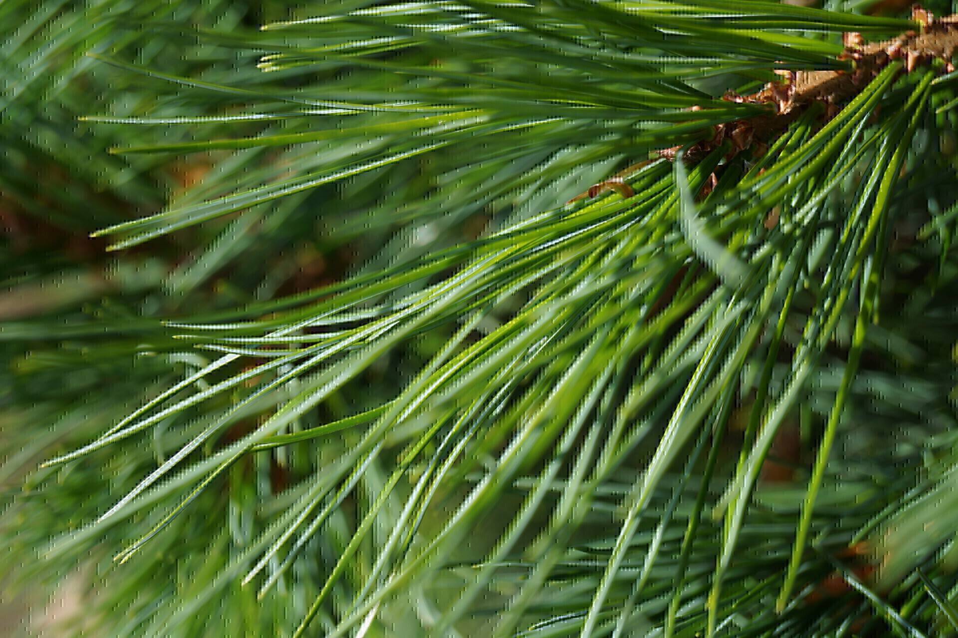 Pinus cembra_01
